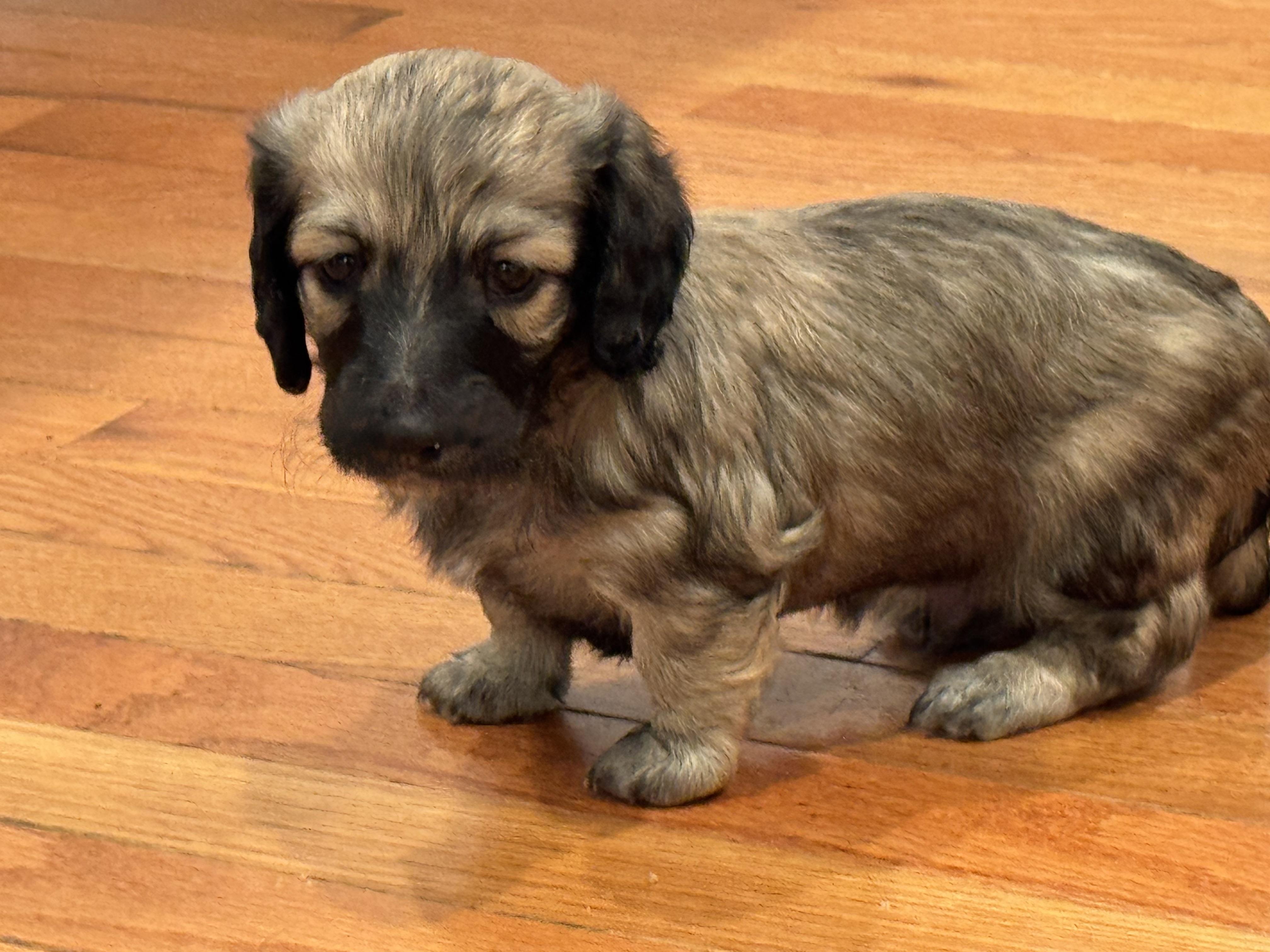 Howard. (Nickname for ID only) - Cream male Dachshund puppy in Rhode Island from FOSTERS FRENCHIES and DACHSHUNDS