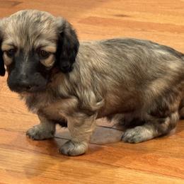 Howard.   (Nickname for ID only) - Cream male Dachshund puppy in Rhode Island from FOSTERS FRENCHIES and DACHSHUNDS