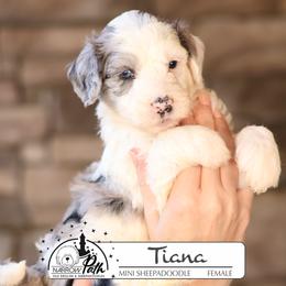 Tiana - Blue merle and white female Sheepadoodle puppy in Cleveland, Tennessee from Narrow Path Old English & Sheepadoodles