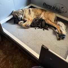 Boy 1 (Blue Collar) Budd - Reddish brown male Leonberger puppy in Manchester, Tennessee from Bois D’Arc Leonbergers