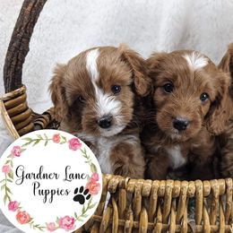 Cavapoo and Whoodle Puppies from Gardner Lane Puppies