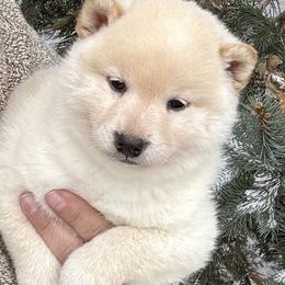 Haku - Cream male Shiba Inu puppy in Winthrop, Minnesota from Kayobi Shibas