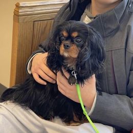 Coco - Cavalier King Charles Spaniel
