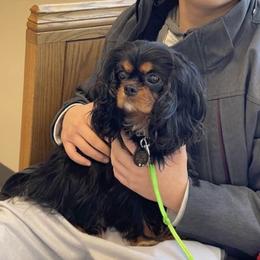 Coco - Cavalier King Charles Spaniel