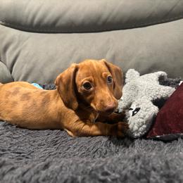 Pebbles - Dapple female Dachshund puppy in Flint, Texas from ZMC Acres Doxies