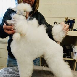 Hope - Poodle
