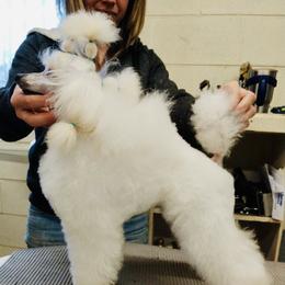 Hope - Poodle