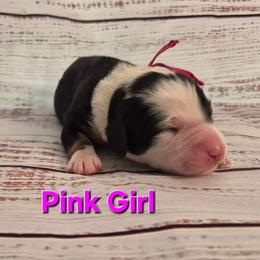 Pink - Tri-color female Bernedoodle puppy in Taft, Tennessee from McGraw's Fetching Pups
