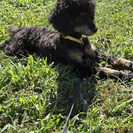 Prada - Poodle