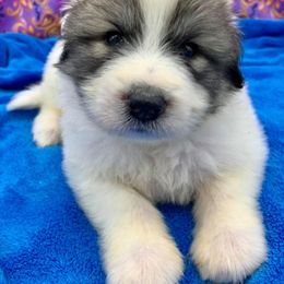 Great Pyrenees Puppies from Wells' Providence Pyrenees