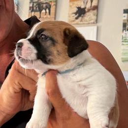 Banner - Tri-color male Jack Russell Terrier puppy in Berthoud, Colorado from Shelby Burleson's Golden Retrievers and Jack Russell Terriers