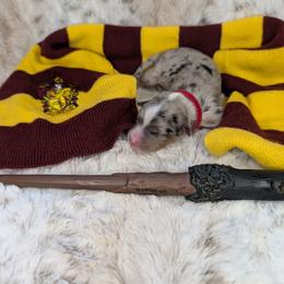 Harry - Blue merle male Miniature Australian Shepherd puppy in Bend, Oregon from Wonderland Aussies
