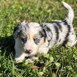 Cheyenne - Blue merle and white female Cardigan Welsh Corgi puppy in Kerens, West Virginia from Leather & Lace