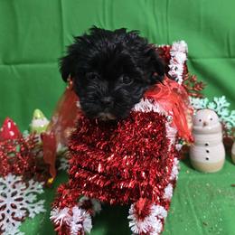 Black spotted girl - Black and white female Havanese puppy in Vinita, Oklahoma from Locust Creek Shih Tzu & Havanese