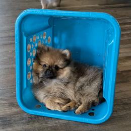 Sable girl Stevie's - Orange sable female Pomeranian puppy in Cocoa, Florida from Pom Coast Pomeranians