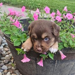 Willow - Red & white female Miniature Australian Shepherd puppy in Fredericksburg, Ohio from Miller's Aussie,Bernedoodle Pups!