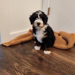 Bernedoodle Puppies from Mahlon Stoltzfus