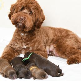 Truffle - Chocolate male Australian Labradoodle puppy in Port Orchard, Washington from Snooze and Sniff Labradoodles