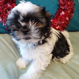 Havanese and Shih Tzu Puppies from Gnomies Furry Friends