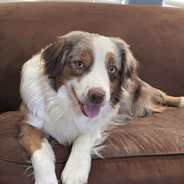 Peaches - Miniature Australian Shepherd