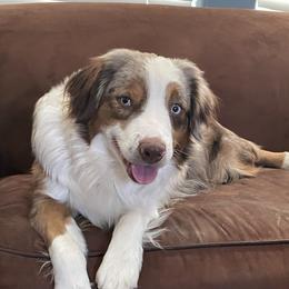 Peaches - Miniature Australian Shepherd