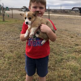 Pembroke Welsh Corgi Puppies from Loves Classic Corgis