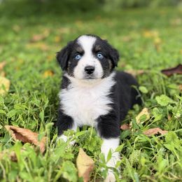 Chubbs - Black tri male Miniature Australian Shepherd puppy in Stuart, Virginia from Apple Tree Mini Aussies
