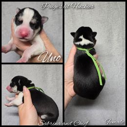 Uno - Black and white female Siberian Husky puppy in Bloomfield, Indiana from Paiges lil huskies