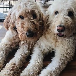 Bernedoodles and Goldendoodles from Grace Filled Golden’s