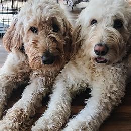 Bernedoodles and Goldendoodles from Grace Filled Golden’s