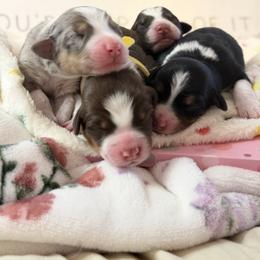 Australian Shepherd Puppies from Colorful Dreamers Australian Shepherds
