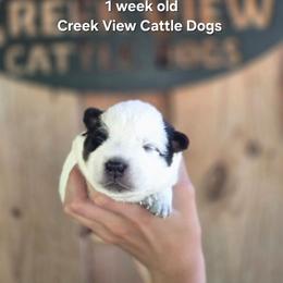 Boy 2 - Blue male Australian Cattle Dog puppy in Monroe, North Carolina from Creek View Cattle Dogs