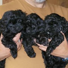 Cavapoo Puppies from Joseph G Harrison