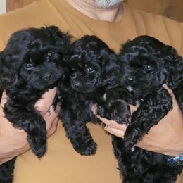 Cavapoo Puppies from Joseph G Harrison