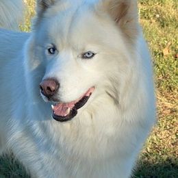 Siberian Husky All Grown Up from Malibu Kennels