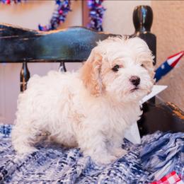 Cash - White male Cavapoo puppy in Tucson, Arizona from Ever After Doodles Arizona