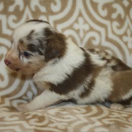 Boy 1 - Red merle male Miniature Australian Shepherd puppy in Licking, Missouri from Burnett Aussies