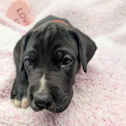 Motown - Black male Great Dane puppy in Brooksville, Florida from Follow My Lead Great Danes