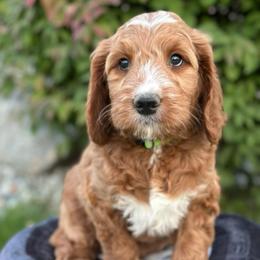 Camaro - Apricot female Goldendoodle puppy in Chelan, Washington from North Cascades Doodles