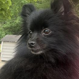 Coco - Pomeranian