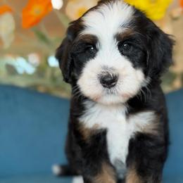 Greg - Tri-color male Bernedoodle puppy in Yuciapa, California from AlltheDoodlez_