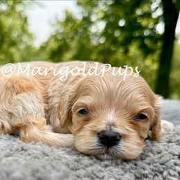 Dashy - Apricot male Cavapoo puppy in Kansas from Marigold Pups