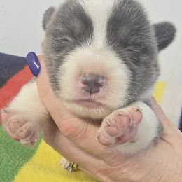 Drizzle - Gray and white male American Corgi puppy in Lithia, Florida from Diamondcrest Inc