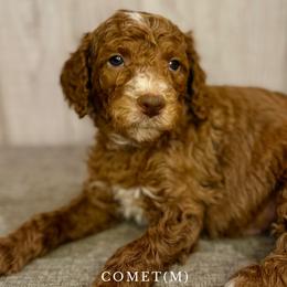 Comet - Goldendoodle puppy from Golden Life Doodles