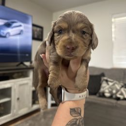 Timber - Dapple female Dachshund puppy in Mc Alester, Ok, Oklahoma from New Hope Miniature Dachshunds