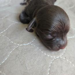 Isabella - Black and silver female Havapoo puppy in Siloam Springs, Arkansas from Kingdom Bound By Design
