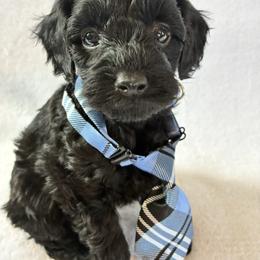 Blizzard - Black male Cockapoo puppy in Adrian, Oregon from ApplebyFarm
