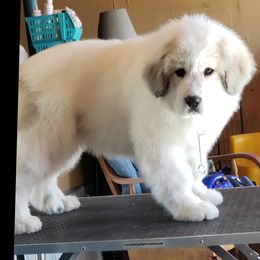 Great Pyrenees Puppies from Prospect Pyrenees