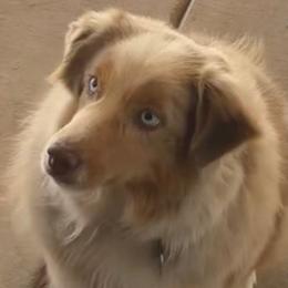 Rubie - Miniature Australian Shepherd