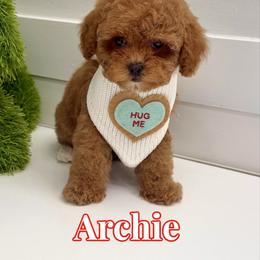 Archie - Red male Cavapoo puppy in Buford, Georgia from Petite Posh Puppies